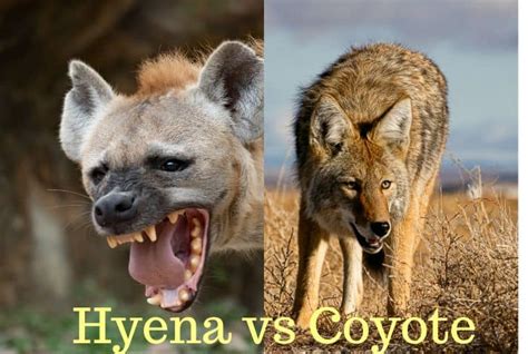 Whats The Difference Between A Hyena And A Wild Dog