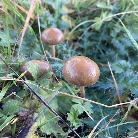 Psilocybe fimetaria being guarded by the thistles! (Scotland) : r ...