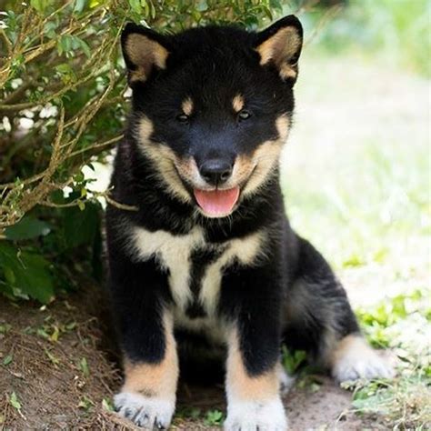 Shikoku Dog (Shikoku Ken) Info, Temperament, Puppies, Pictures