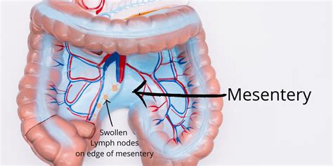 Abdominal Mesenteric Lymph Nodes