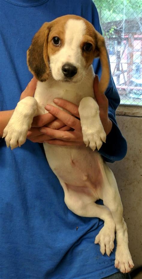 Beagle Puppies For Adoption In New England