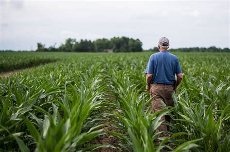 Controlling Mid-Season Corn Pests