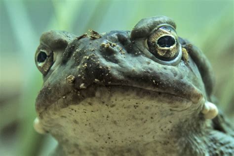 The Demand for This Toad’s Psychedelic Venom Puts the Species at Risk, Conservationists Warn ...