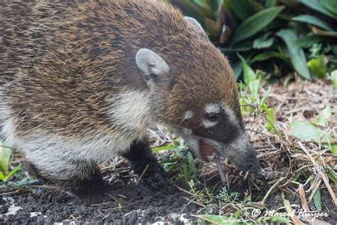 Marcel Huijser Photography | Mexican wildlife: White-nosed coati (Nasua narica), Quintana Roo ...