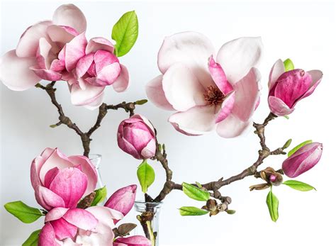 Magnolia Flower Wallpaper