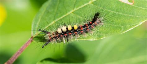 Butterfly Conservation Warwickshire - Saving butterflies, moths and their habitats in Warwickshire