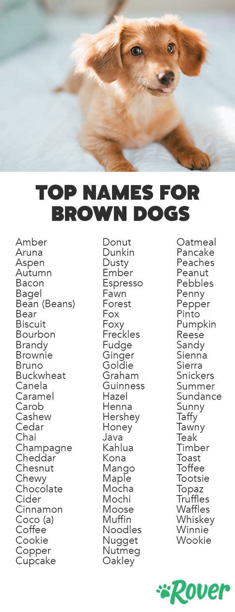 The 92 Best Brown Dog Names for 2019 (With images) | Brown dog names, Cute names for dogs, Dog names