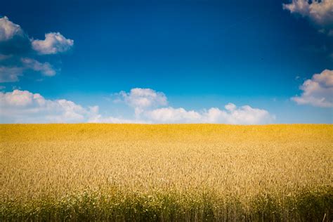 Wheat Field Free Stock Photo - Public Domain Pictures