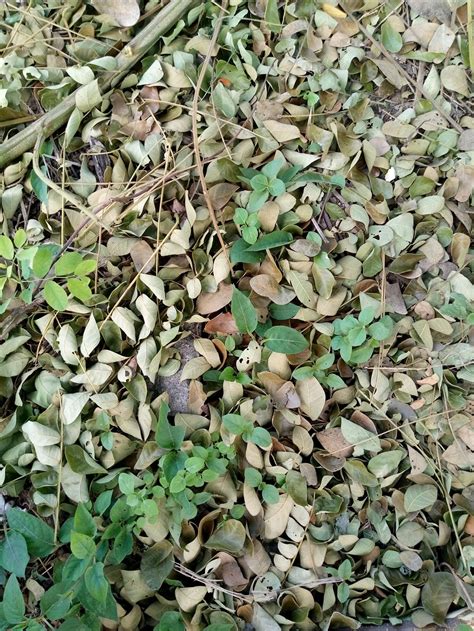 Premium Photo | Beautiful texture of some dry leaves