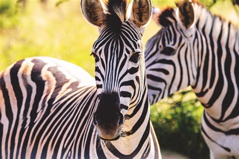 What Eats Zebras? (8 Predators with Pictures) – Fauna Facts