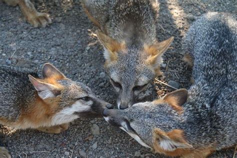 Gray foxes seen around the Bay Area