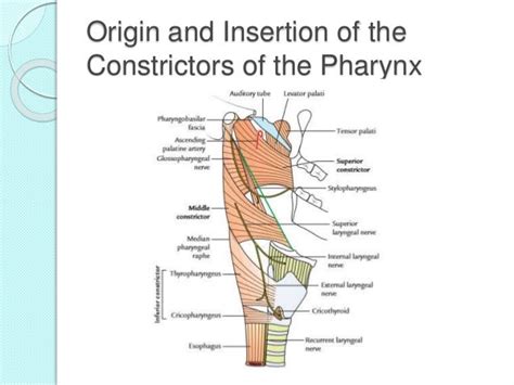 Muscles of Pharynx