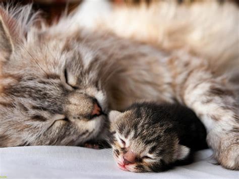 Sleeping with Mom, sleep, mom, cat, baby, sweet, pet, feline, love, kitten, HD wallpaper | Peakpx