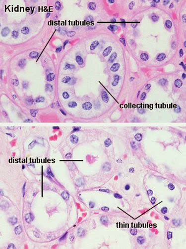 集尿管(Collecting tubule) - 小小整理網站 Smallcollation