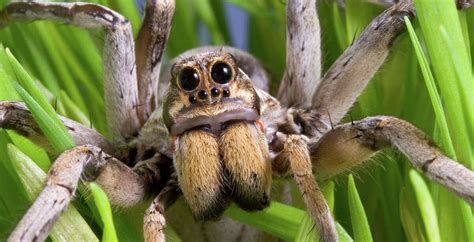 Common Critters: Nothing big or bad about the wolf spider — no matter how scary it looks