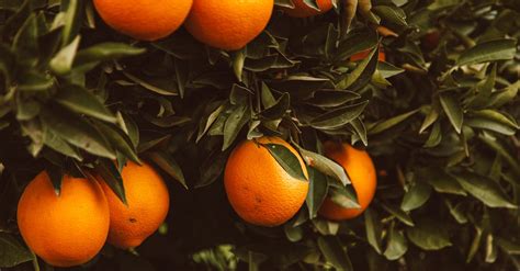 Orange Fruit on an Orange Tree · Free Stock Photo