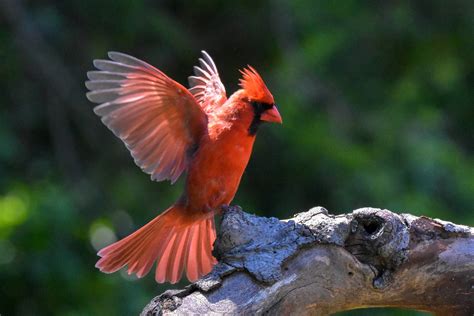 47 AMAZING Virginia Birds (2023) - 47 Birds In Virginia