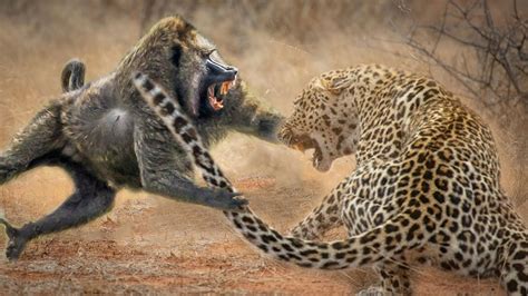 Leopard and Baboon fight for survive - YouTube