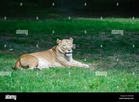 Female Lion at Logleat Safari Park Stock Photo - Alamy