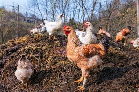 8 Tips for Composting Chicken Manure to Use in the Garden - DIY & Crafts