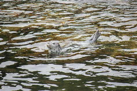 Harbor Seal swimming Photograph by Craig Fentiman - Fine Art America