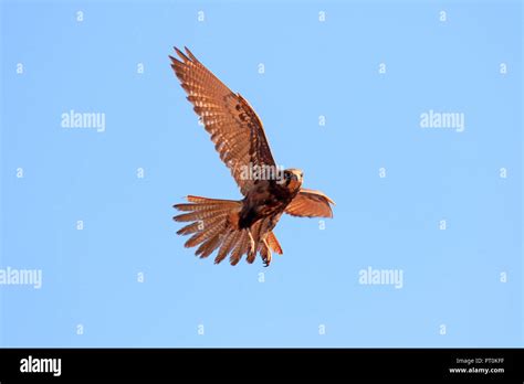 Brown Falcon in flight in Far North Queensland Australia Stock Photo ...