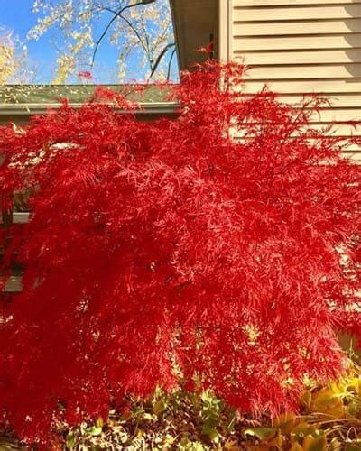 20 dwarf japanese maple varieties – Artofit