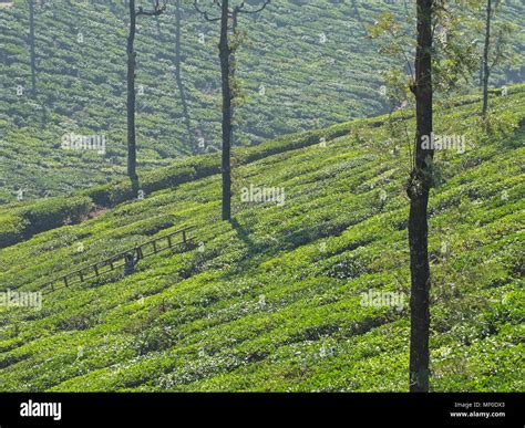 Valparai tea estate hi-res stock photography and images - Alamy