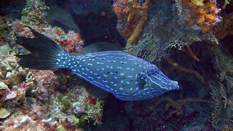 Filefish Species, All about these Caribbean Dive Buddies