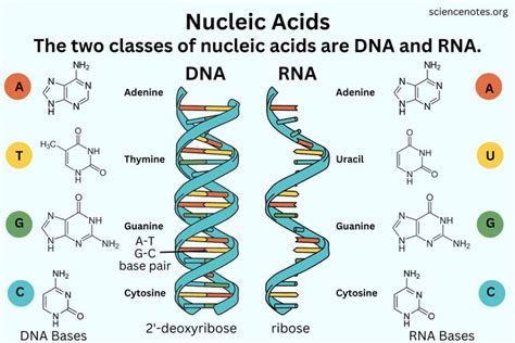 What Is a Nucleic Acid? Definition and Examples | Ácido nucleico, Acida