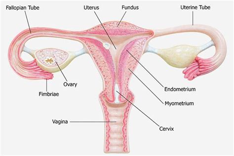 Normal Thickness Of Endometrium, Thickening Symptoms & Causes