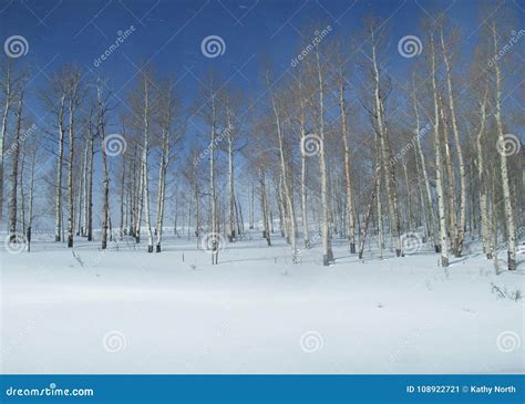 Aspen Grove in Winter Snow in Colorado Stock Image - Image of snow ...