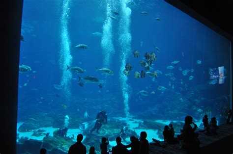 Win tickets to Georgia Aquarium for a family of 4 | Daddy Mojo