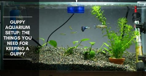 Guppy Aquarium Setup: the Things You Need for Keeping a Guppy