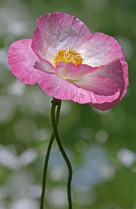 Pink Poppy Photograph by Juergen Roth | Fine Art America