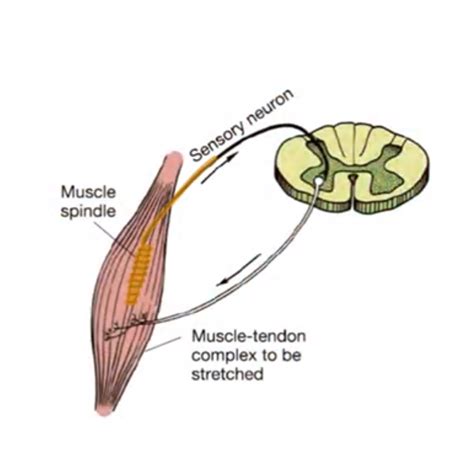 What is Muscle Energy Technique (MET)?