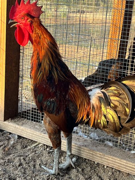 Ayam Ketawa Hatching Eggs for Sale - Fresh/Fertile Eggs | Cackle Hatchery®