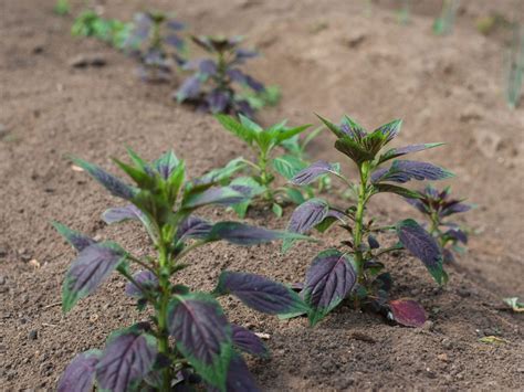 Nigeria Inspired Garden Design: Learn About Plants For Nigerian Gardens