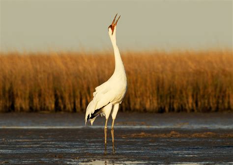 Wise Old Whooping Cranes Teach Young How to Migrate