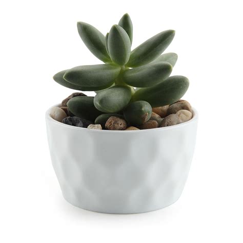 T4U Ceramic Succulent Plant pots Mini Flower Planter pot White With bamboo tray | eBay