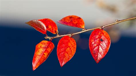 Images Foliage Red Autumn Nature Branches Closeup 1920x1080