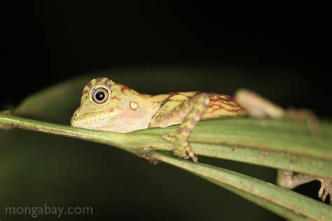 Rainforest reptiles: Baby forest dragon in Indonesian Borneo