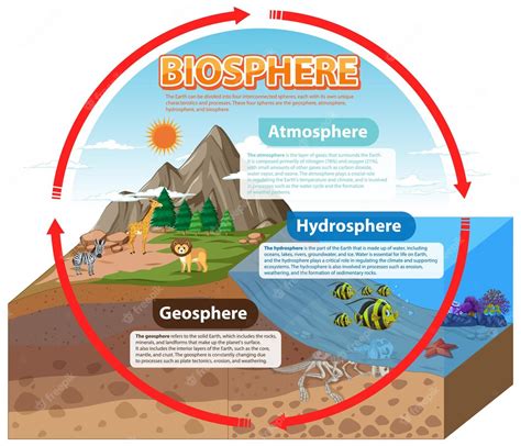 Premium Vector | Biosphere Ecology Infographic for Learning