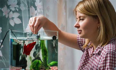 How Often To Feed Betta Fish | Food & Feeding Guide – Love Fish Tank