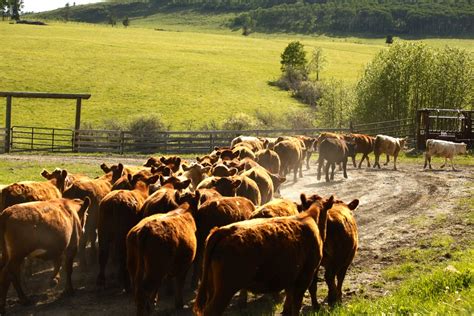 Prepping for the politicians - Canadian Cattlemen