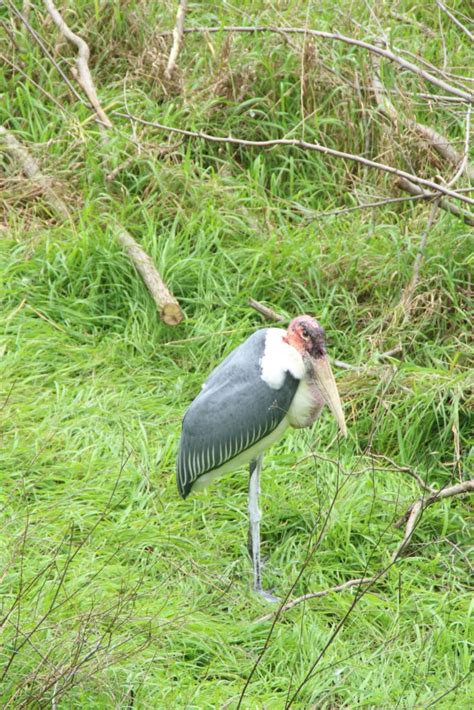 Marabou Stork - Binder Park Zoo