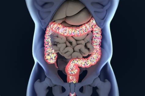 Pourquoi le Microbiote Intestinal est-il crucial pour votre santé ? et ...