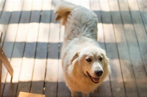 Great Pyrenees Training Tips You Didn’t Know You Needed