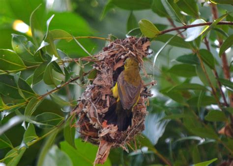 my Gardening Projects: Olive-backed Sunbird making nest