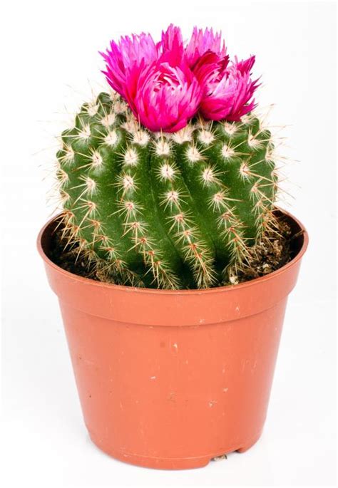 What are Some Types of Cactus Plants? (with pictures)